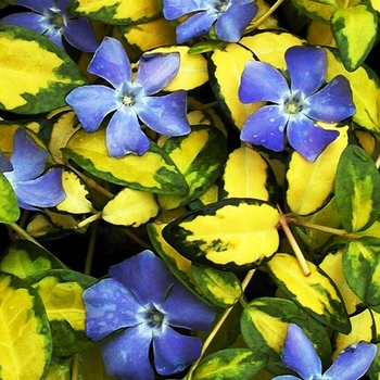 Vinca minor 'Illumination' - Periwinkle