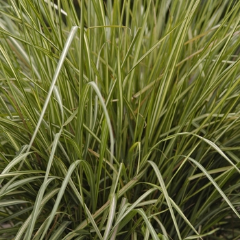Calamagrostis acutiflora 'Avalanche' - Feather Reed Grass