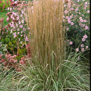 Calamagrostis acutiflora 'Overdam' - Feather Reed Grass-Variegated