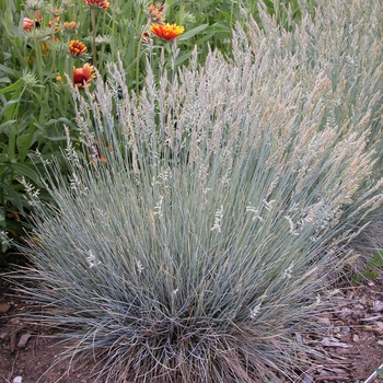 Festuca glauca - Gray Fescue