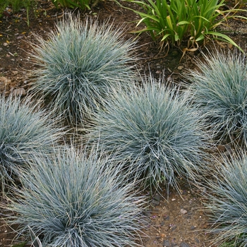Festuca glauca 'Elijah Blue' - Blue Fescue