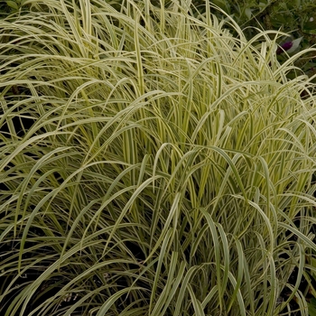 Miscanthus sinensis 'Dixieland' - Maiden Grass