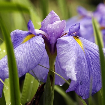 Iris ensata - Japanese Iris