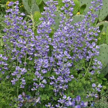 Baptisa cinerea - Blue False Indigo