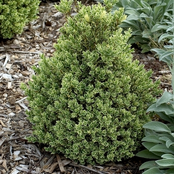 Buxus sempervirens 'Variegatus' - Variegated English Boxwood