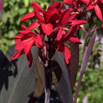 Canna 'Red Futurity' - Canna Lily
