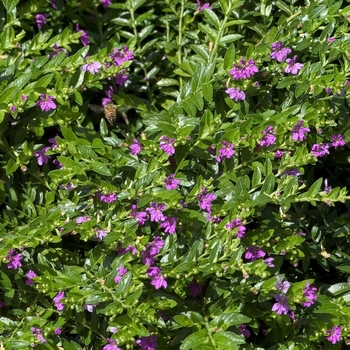 Cuphea hyssopifolia 'Lavender Lace' - False Heather