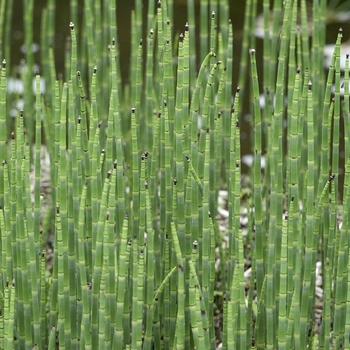 Equisetum scirpoides - Dwarf Scouring Rush