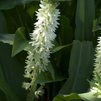 Eucomis comosa - Pineapple Flower