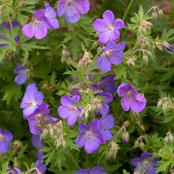 Geranium 'Johnson's Blue' - Blue Cranesbill