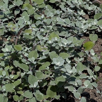 Helichrysum petiolare - Licorice Plant