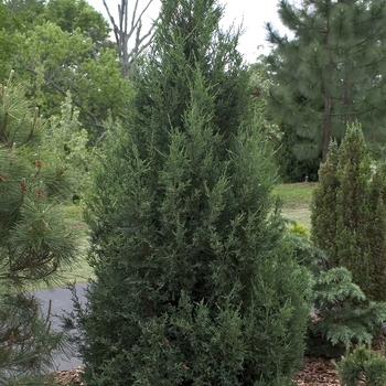 Juniperus chinensis 'Blue Point' - Chinese Juniper