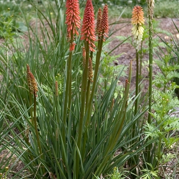 Kniphofia 'Flamenco' - Red Hot Poker