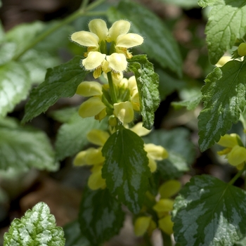 Lamium galeobdolon - Yellow Archangel