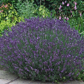Lavandula angustifolia 'Hidcote' - English Lavender