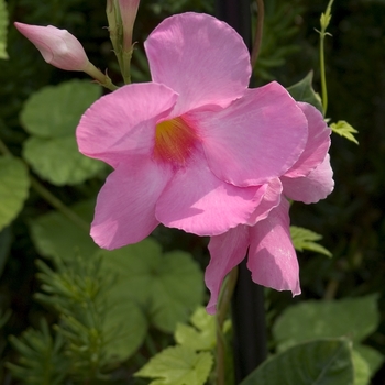 Mandevilla hybrid 'Alice DuPont' - Mandevilla