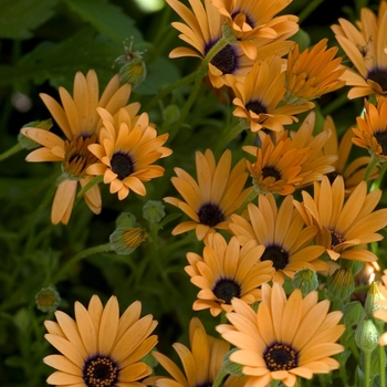 Osteospermum 'Orange Symphony' - Osteospermum