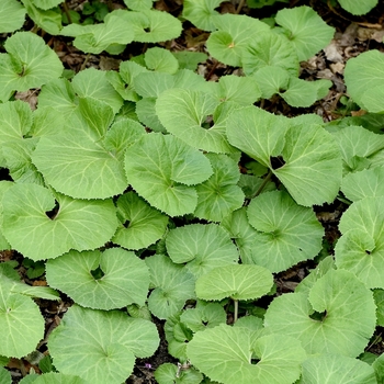 Petasites japonicus - Butterbur