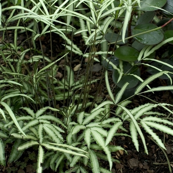 Pteris albolineata - Brake