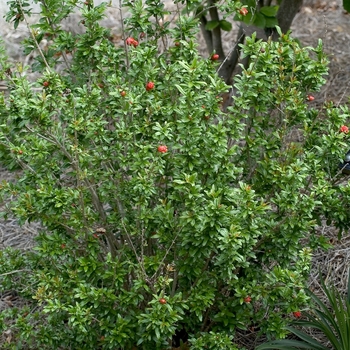 Punica granatum 'Nana' - Dwarf Pomegranate