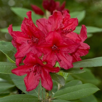 Rhododendron 'Vulcan' - Rhododendron