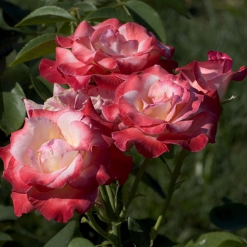 Rosa hybrid tea 'Gemini' - Gemini Rose