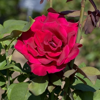 Rosa Hybrid Tea 'Mister Lincoln' - Mr. Lincoln Rose