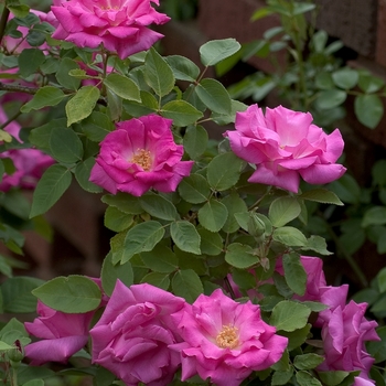 Rosa climber 'Zephirine Drouhin' - Rose Zephirine Drouhin