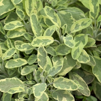 Salvia officinalis 'Icterina' - Meadow Sage