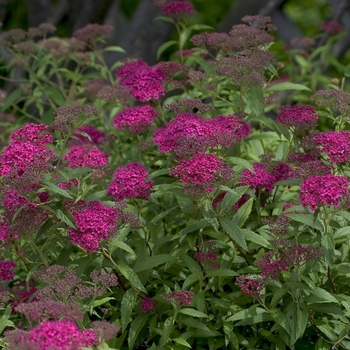 Spiraea japonica 'Neon Flash' - Japanese Spiraea