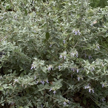 Teucrium fruticans - Bush Germander