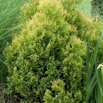 Thuja occidentalis 'Rheingold' - Arborvitae