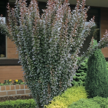 Berberis thunbergii 'Helmond Pillar' - Barberry