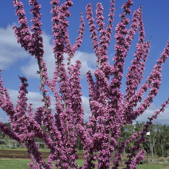 Cercis chinensis 'Avondale' - Chinese Redbud