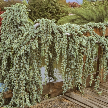Cedrus atlantica 'Glauca Pendula' - Weeping Cedar