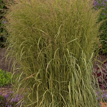 Calamagrostis acutiflora 'El Dorado' - Variegated Feather Reed Grass