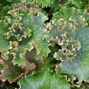Ligularia tussilaginea 'Cristata' - Leopard Plant