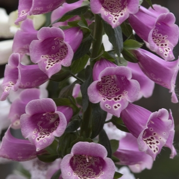 Digitalis purpurea 'Camelot Rose' - Foxglove