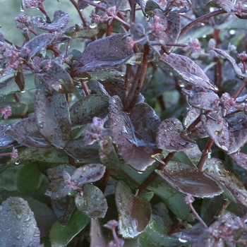Sedum 'Xenox Rainbow' - Rainbow Sedum
