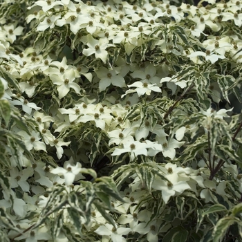 Cornus kousa 'Wolf Eyes' - Dogwood