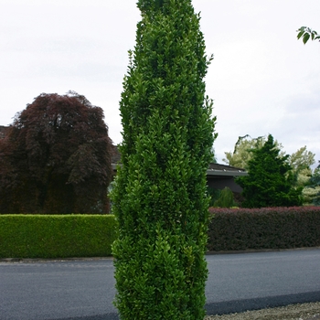 Buxus sempervirens 'Graham Blandy' - Boxwood