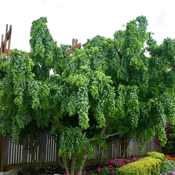 Robinia pseudoacacia 'Twisty Baby' - Twisty Baby