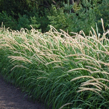 Pennisetum orientale 'Tall Tails' - Tall Tails Fountain Grass