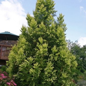 Cryptomeria japonica 'Sekkan Sugi' - Sekkan Sugi Japanese Cedar