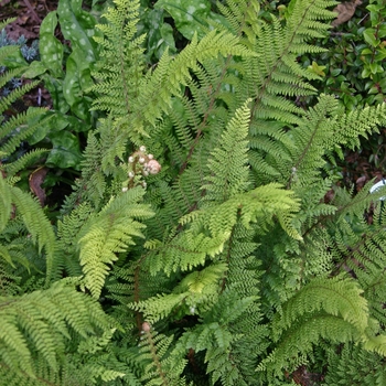 Polystichum setiferum - Soft Shield Fern