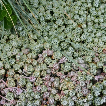 Sedum 'Capo Blanco' - Stonecrop