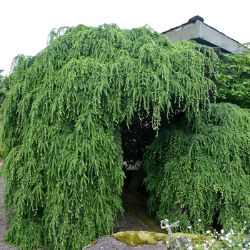 Tsuga canadensis 'Pendula' - Weeping Canadian Hemlock