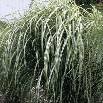 Miscanthus 'Cabaret' - Maiden Grass