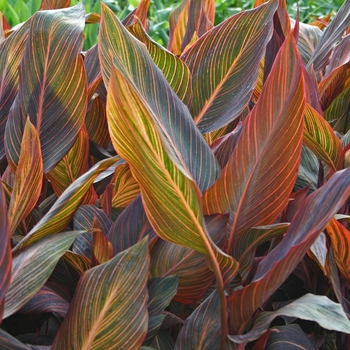 Canna 'Tropicana' - Canna