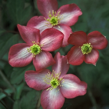 Clematis montana 'Freda' - Clematis